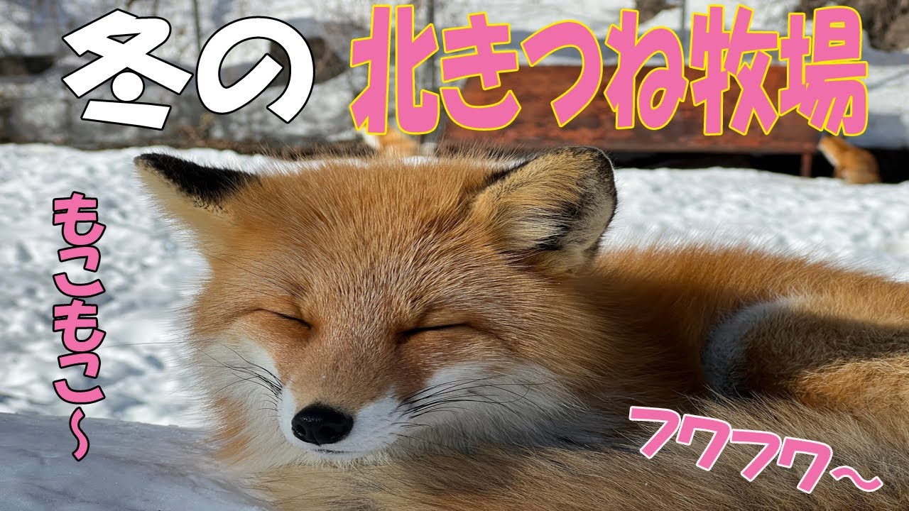【北きつね】北きつねさんが見せてくれたホントの姿とは？！冬の北きつね牧場！