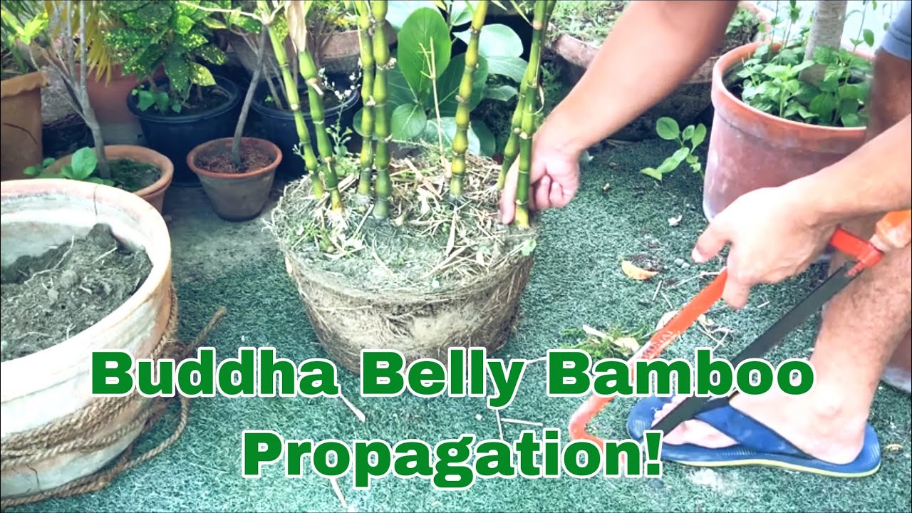 How to repot/propagate a bamboo (buddha belly)