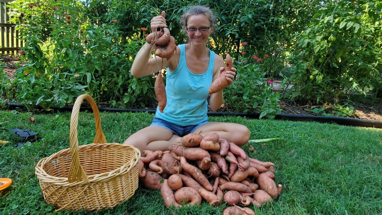 Harvesting Sweet Potatoes/ 1st Time Growing Sweet Taters! Curing and Storage