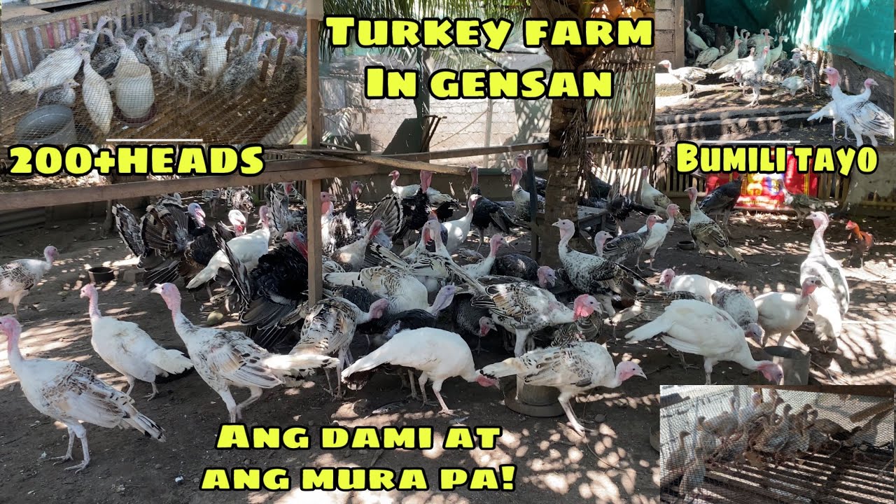 TURKEY FARM IN GENSAN ATING PASYALAN | ANG DAMI AT ANG MURA PA | NASA LIKOD LANG NG BAHAY