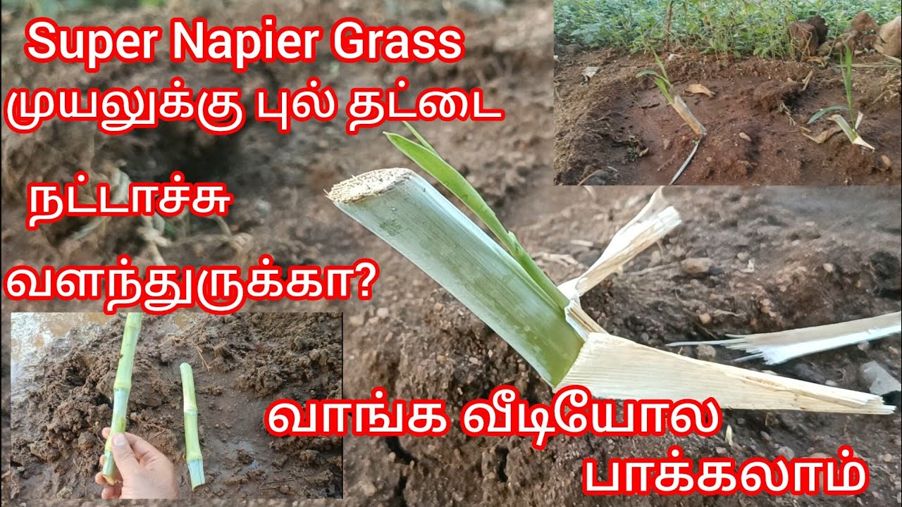 # முயலுக்கு பசுந்தீவனம்#Super napier Grass#புல் தட்டை# வீட்டில் உள்ள இடத்தில் நடுவது எப்படி# வீடியோ