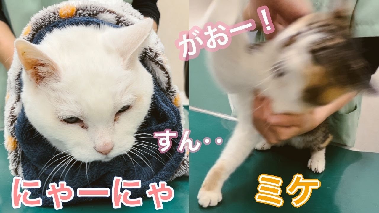 節分の日、ミケとにゃーにゃで鬼退治に福も来た！【元病院猫のミケちゃんと虚無猫にゃーにゃ】