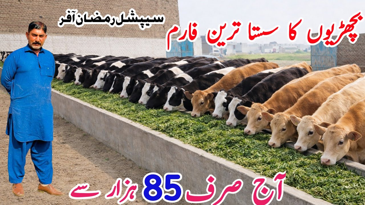 Muhammad Dairy Farm | Jersey Hf Heifers for sale in Punjab Pakistan | Pk Janwar Mandi