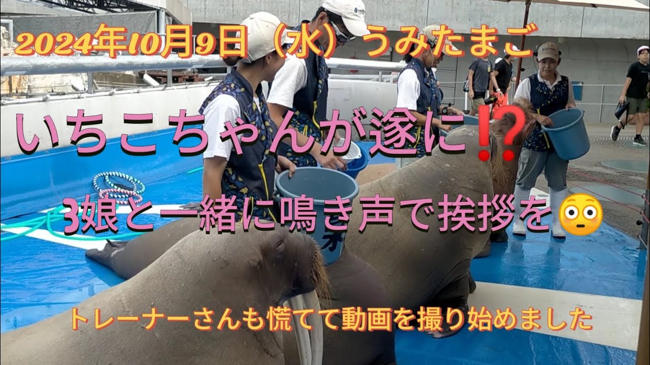 うみたまご2024年10月9日いちこちゃん！凄すぎ！！流石天才両親の遺伝子を受け継ぐお嬢様！！