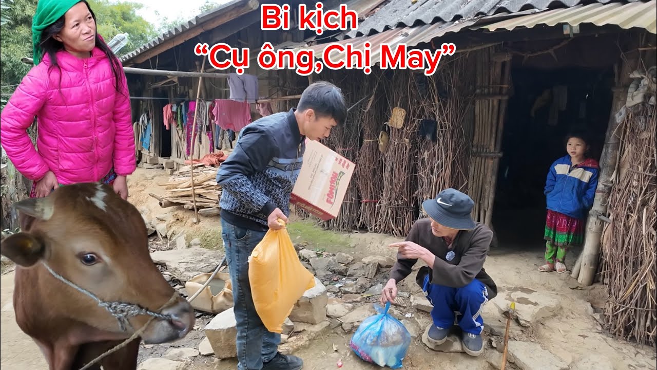 Cuộc sống của cụ Ông ,chị May giờ ra sao và lý do gì khiến chị phải bán bò gấp!