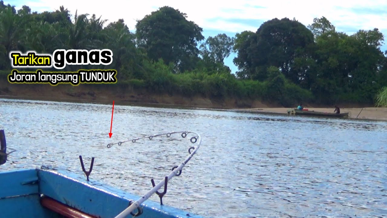 Sungainya Surut!!! Beginilah Spot Baung Ganas memakan Umpan yg di sukai pemancing liar