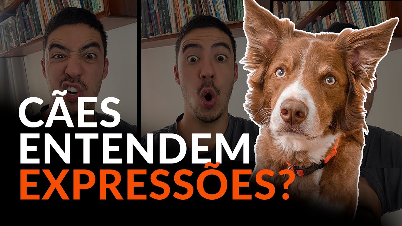 Cães sabem ler EXPRESSÕES FACIAIS humanas? Linguagem Corporal | Adestramento Online | Cão Guardião