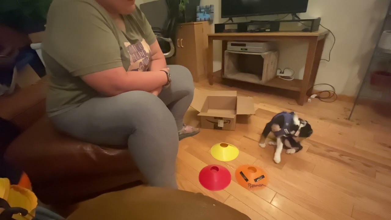 Kanna K9 Conservationists Patreon June