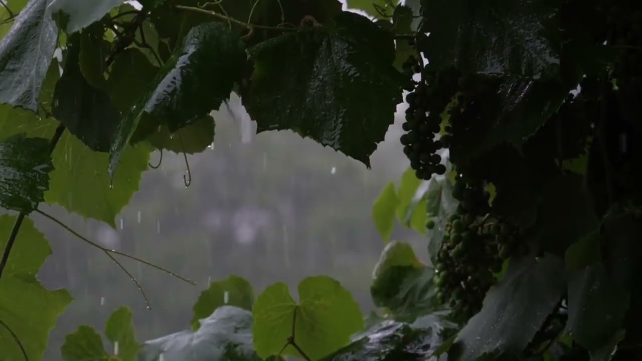 Heavy Rain Sounds for Deep Sleep 🌧️ 1 Hour of Relaxing Rain Ambience