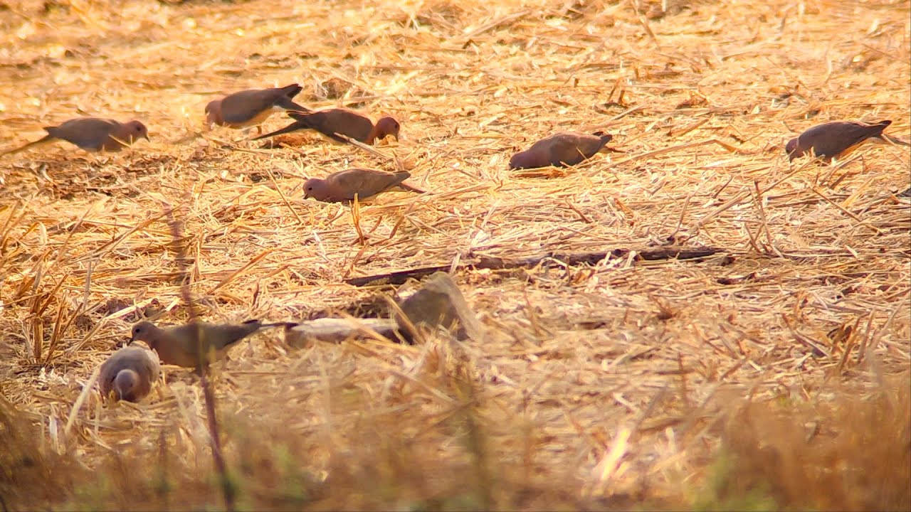 Flock of laughing doves foraging in a dry grassy field.