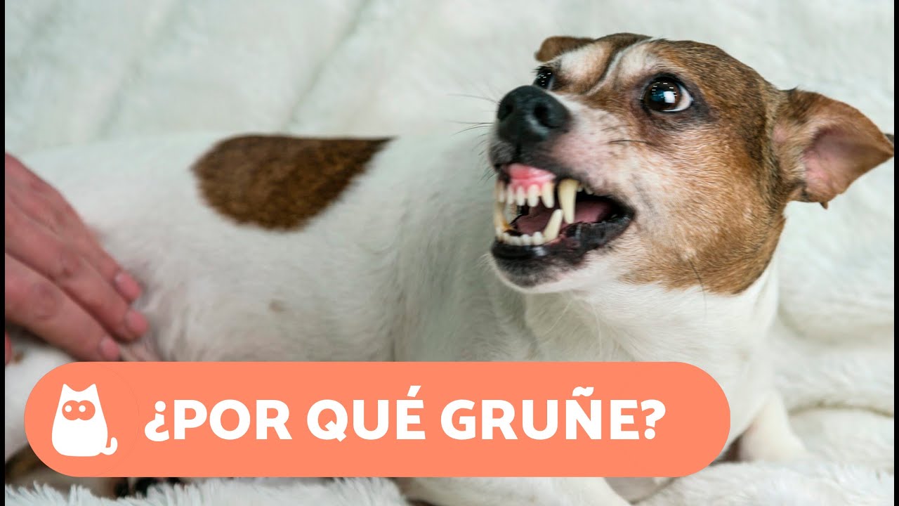 Mi PERRO me GRUÑE cuando le ACARICIO 🐶⚠️🖐🏻 (6 Causas y Qué Hacer)