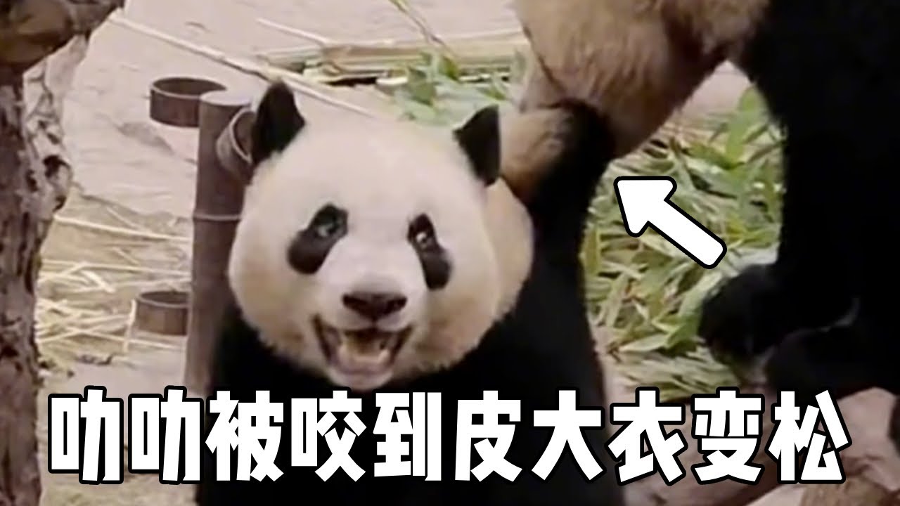 叻叻被达哥咬到皮大衣变松，脸上却还是笑嘻嘻的，真是既可爱又治愈！【你好大熊猫】