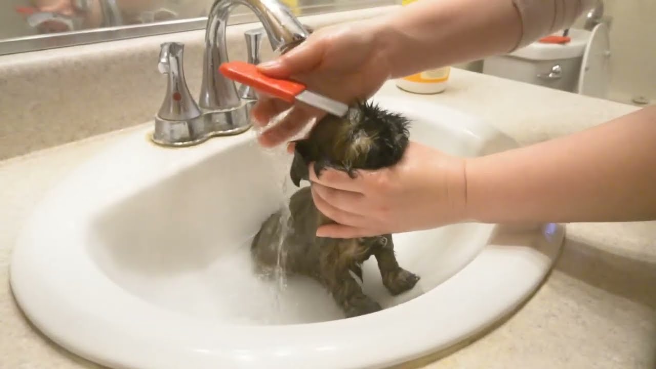 puppies First Bath at 6 weeks || Shih Tzu