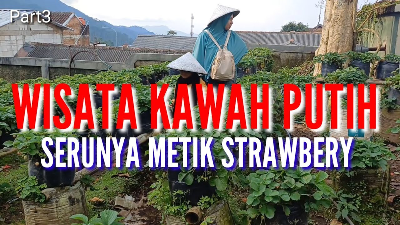 Wisata Kawah Putih Part3 Metik Strawbery #fyp #foryou #shorts #edit #vlog #kawahputihciwidey
