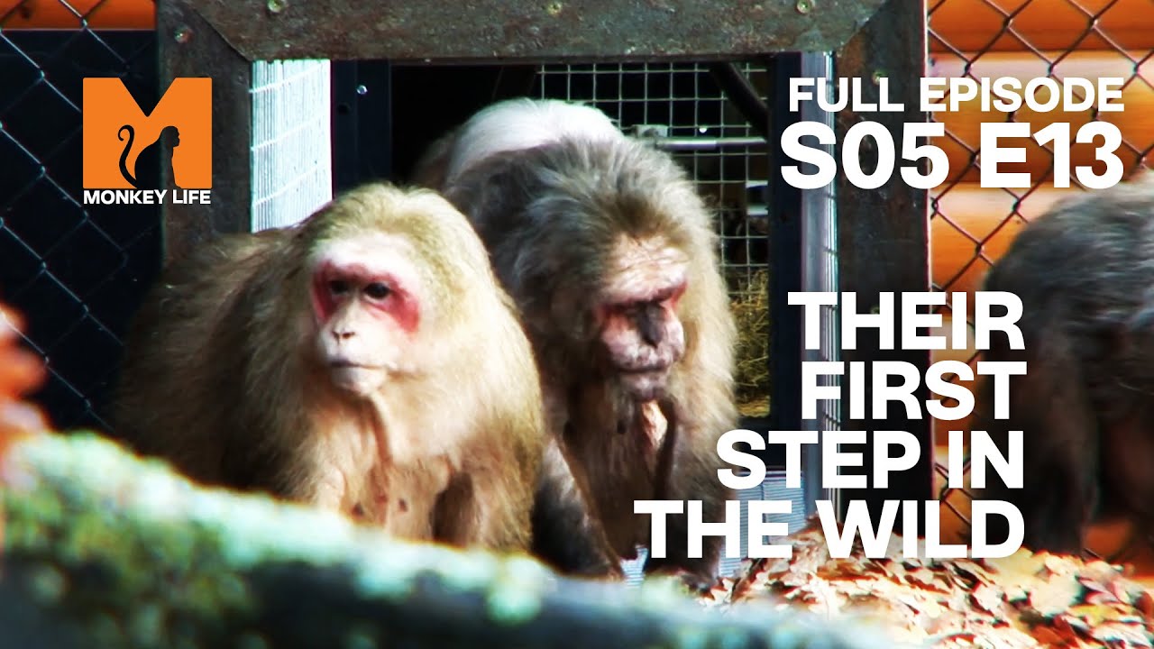 Outside For The First Time In Their Lives | Season 5 Episode 13 | Full Episode | Monkey Life
