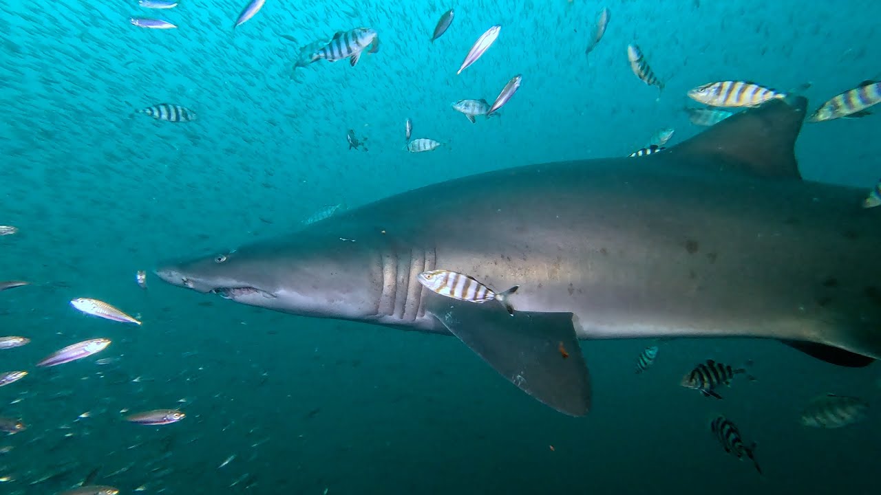 More Diving on the Caribsea with Sand Tiger Sharks and Olympus Dive Center