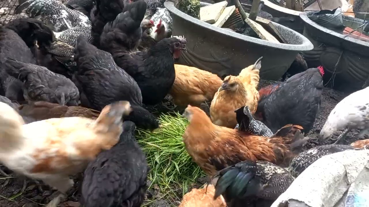 Cho gà H'mông đẻ ăn cỏ và lá lốp 