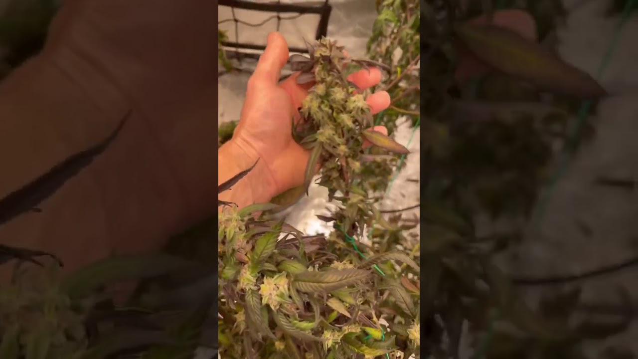 Blue Razzicle 💎 #2 this pheno is straight Gas ⛽️ & Terps 💜💚 Can&rsquo;t wait to see how she test 🧪 🪴