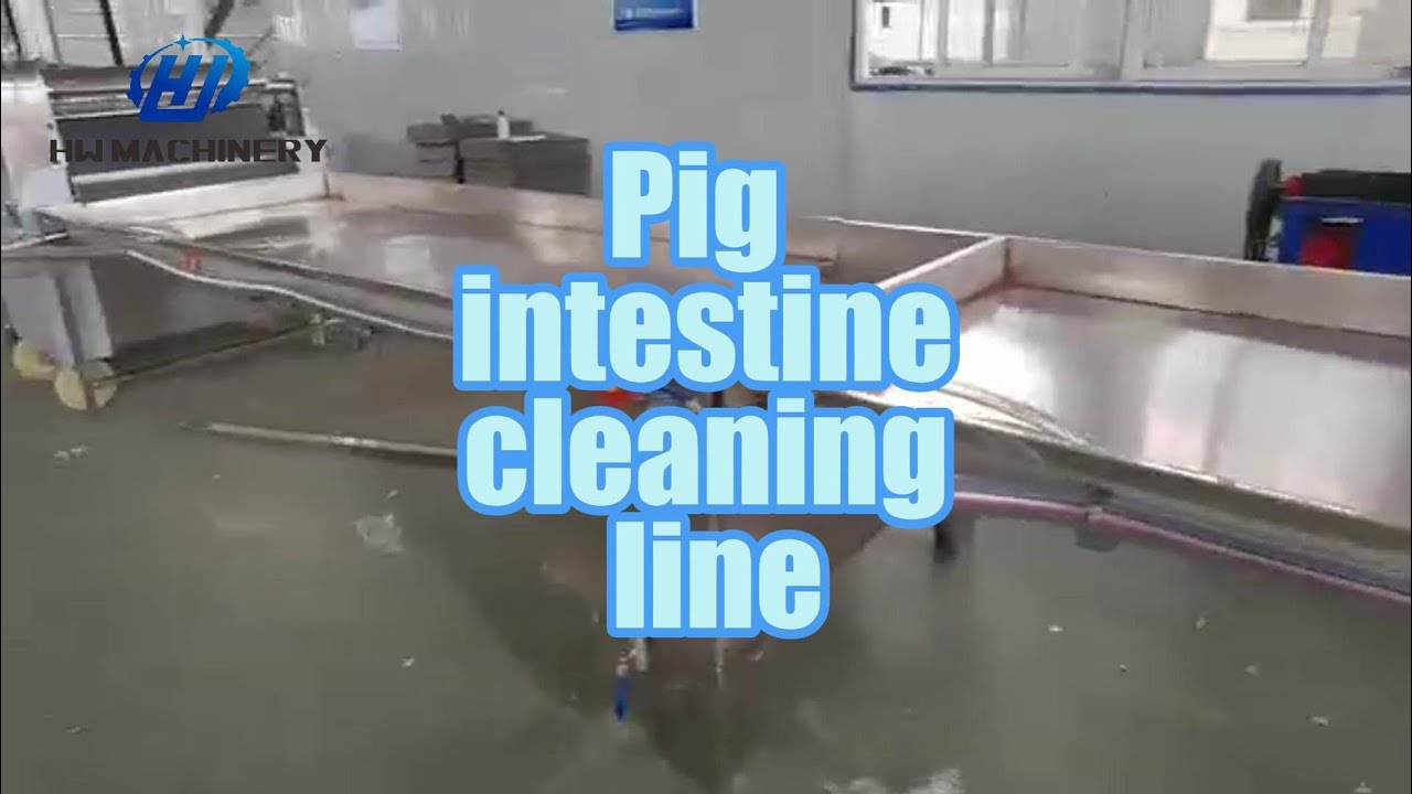 Pig Intestine Cleaning Line for Slaughter Line | Abattoir Equipment
