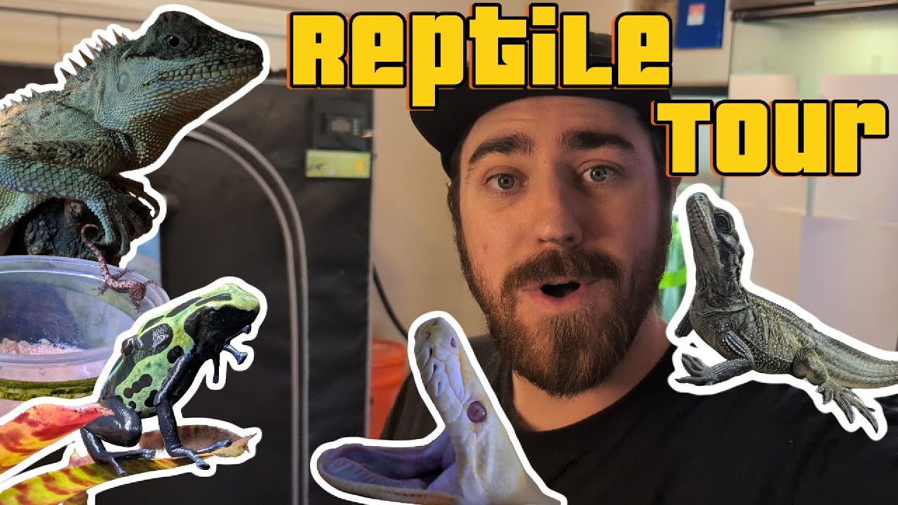 RARE Reptiles Update! New Upgrades & Plans | March 2025