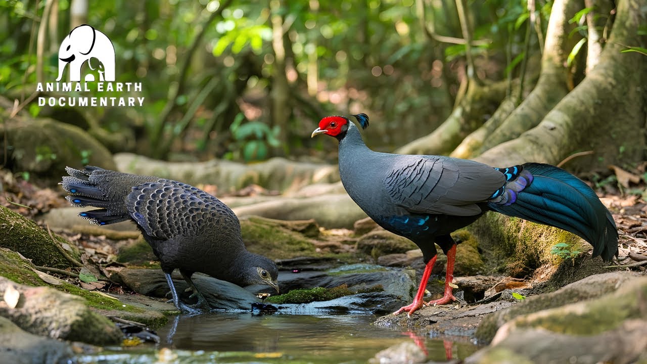 Самые красивые птицы Азии | Потрясающие и красочные птицы, которых вы должны увидеть.