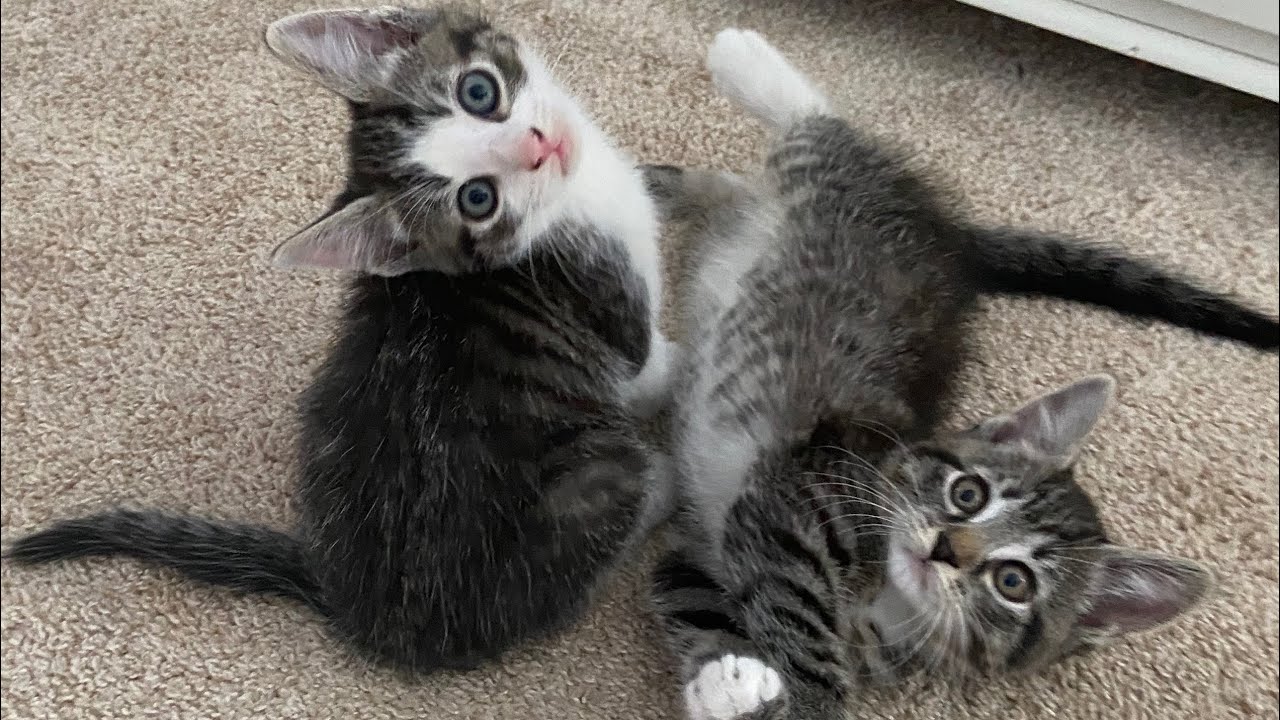 adopting 2 kittens
