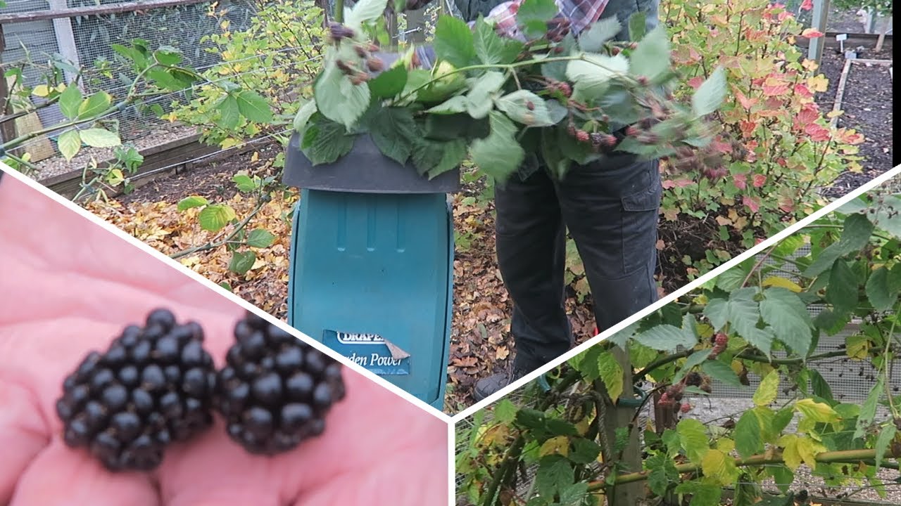 Обрезка отцветших побегов ежевики и подвязывание новых побегов