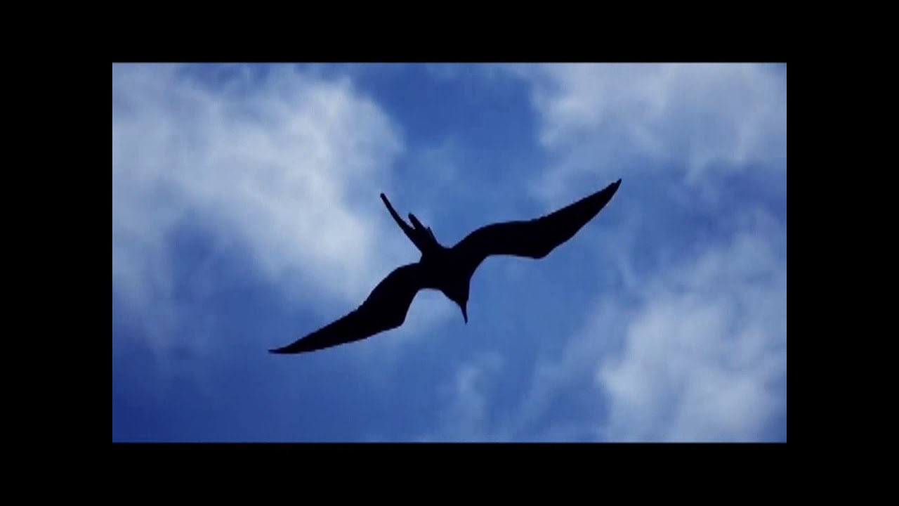 Tortoise - Galapagos 1 (Spring Heel Jack Remix)