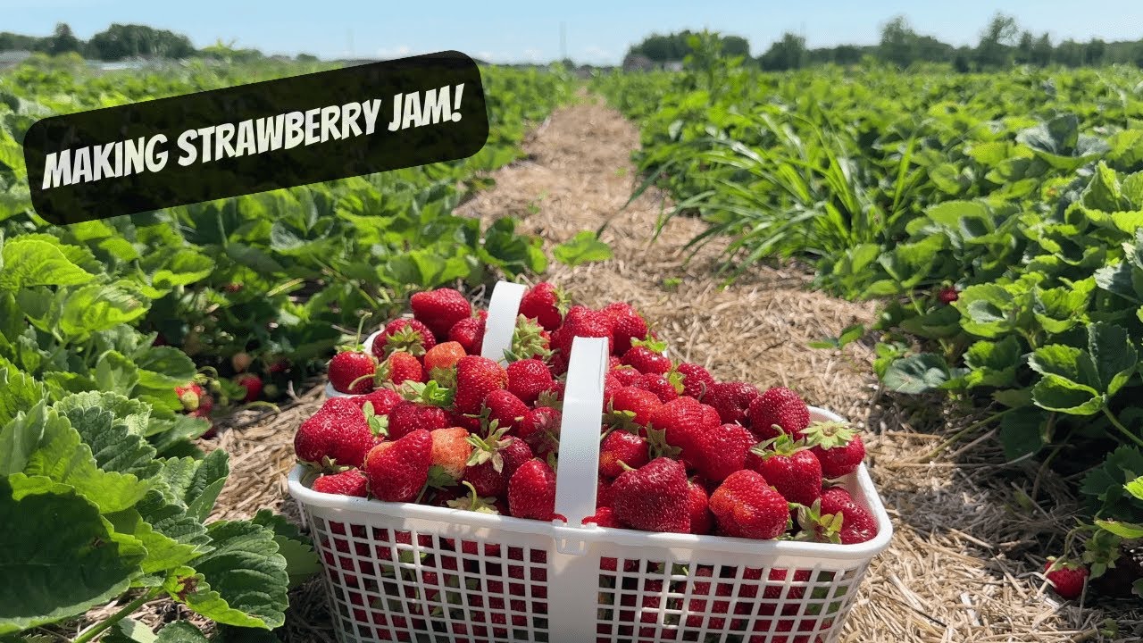 A Day On The Homestead | Making Strawberry Jam