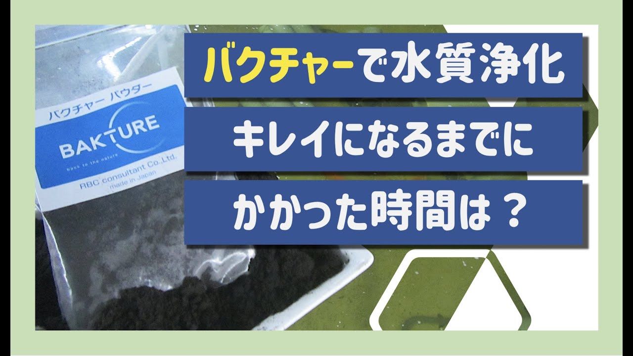 【バクチャーで水質浄化】バクチャー・パウダーを使って水質浄化実験をしました！果たして、水がキレイになるのにかかった時間は！？