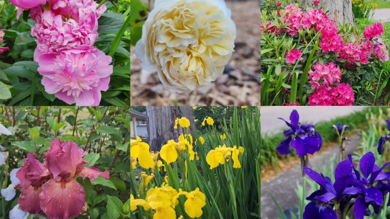 Spring Flowers Update. Garden Pest + Transplanting
