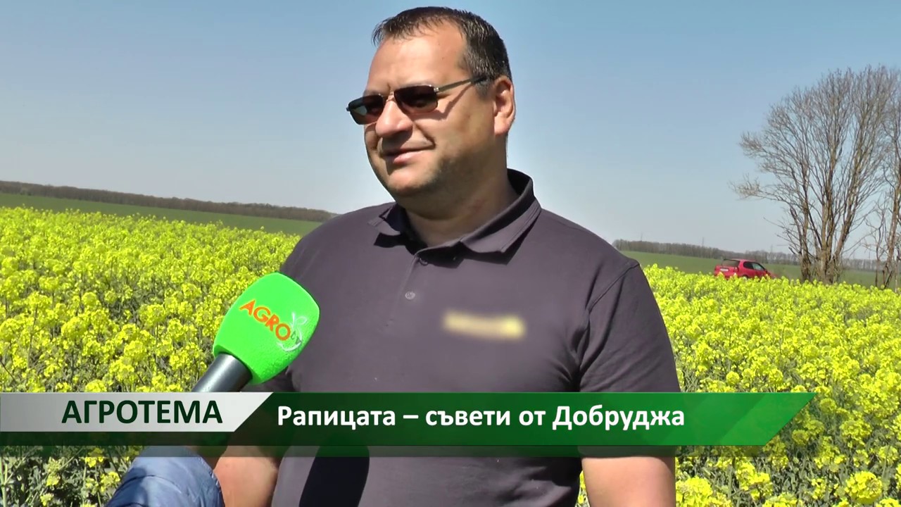 Агротема: Рапицата – съвети от Добруджа: автор: Галина Недкова