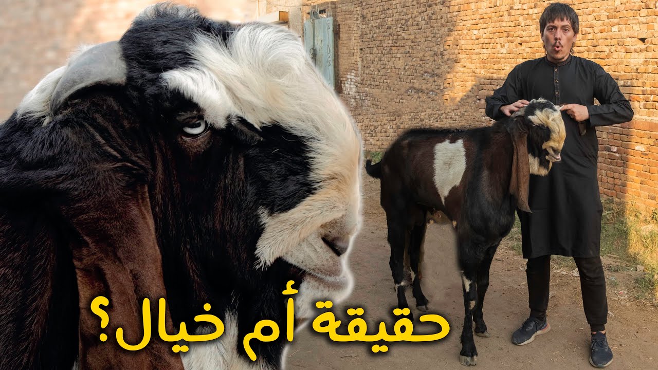 البحث عن أكبر وأغرب حيوان الماعز في العالم - World's Most Supernatural GOAT 🐐