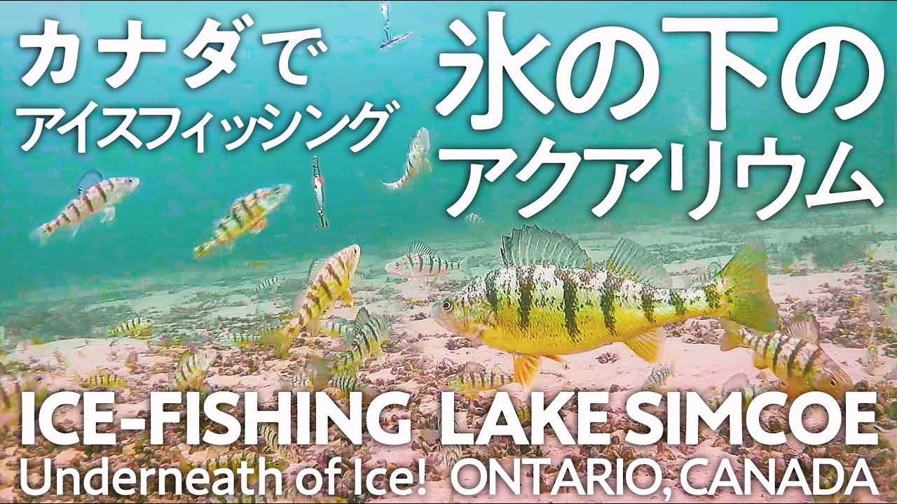 【 カナダでアイスフィッシング 】冬の魚たちの水中動画！ 氷に穴を開けての釣り！トロントから1時間の異世界トリップ！　氷の上のソロ釣行 氷の上を歩いて歩いて、氷の下の異世界に迷い込む。