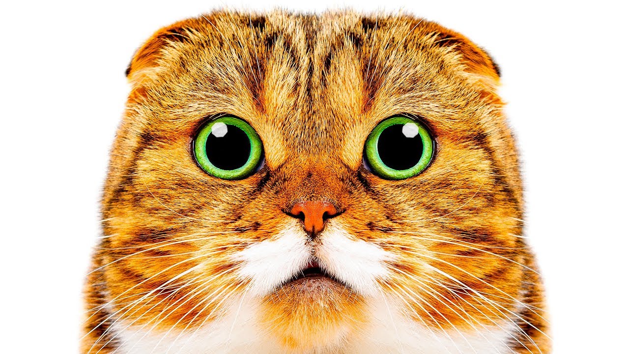 KEDİNİZİN EN GARİP DAVRANIŞLARI