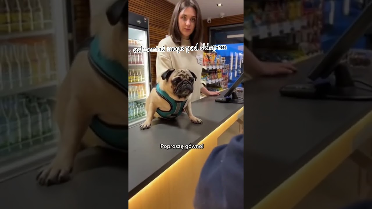 MOPS PRACUJE jako OCHRONIAŻ!!!! #shorts #viral #funny #meme #video #shortfeed #shortsviral  #xd #pug