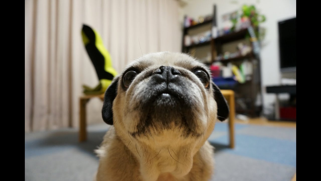 パグの誕生日！大好きな缶詰ごはんを食べるパグ！Pug