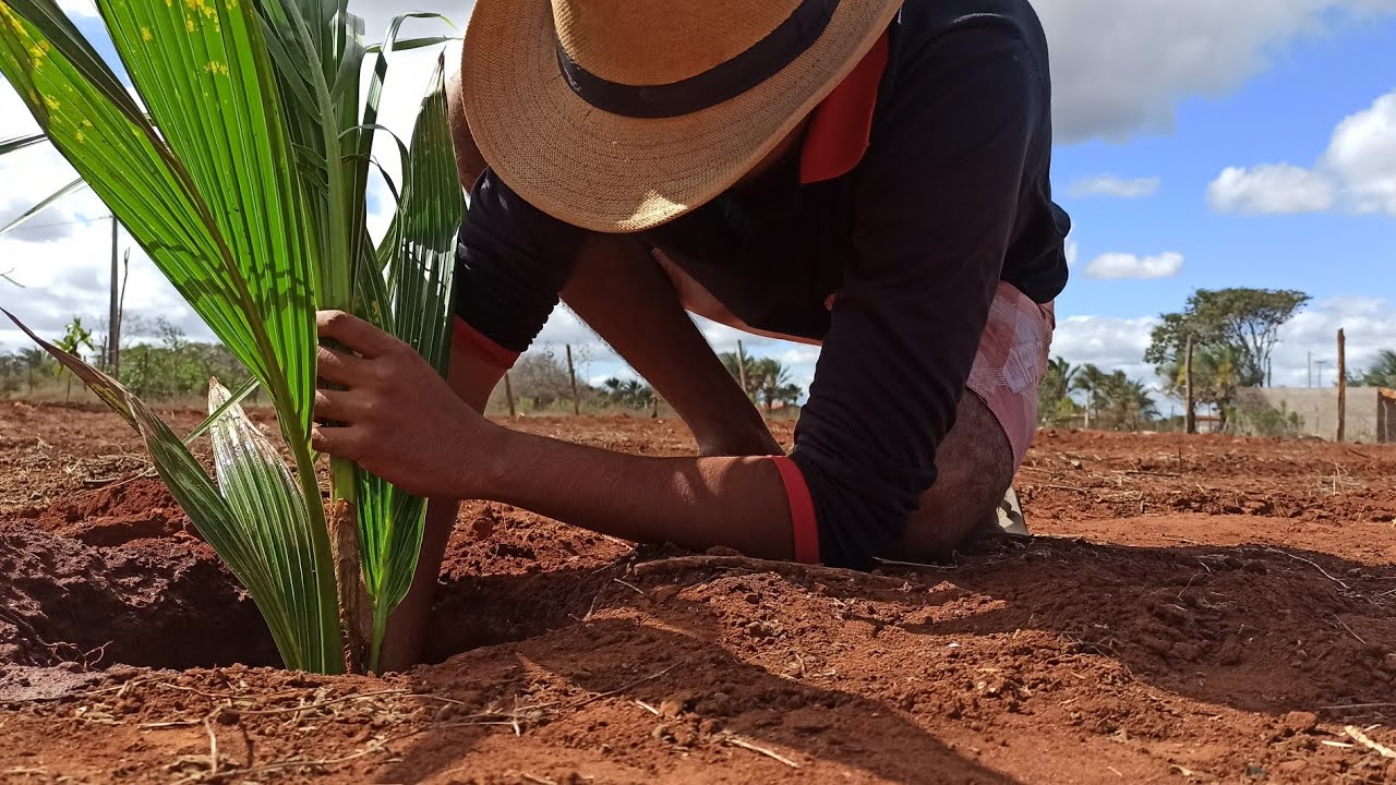 Plantando coqueiros na entrada #3 MINHA CASA