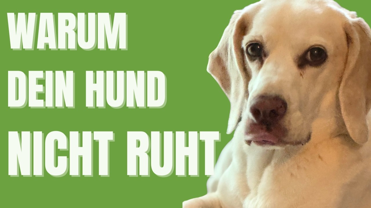 Warum dein Nervensystem deinen Hund beeinflusst