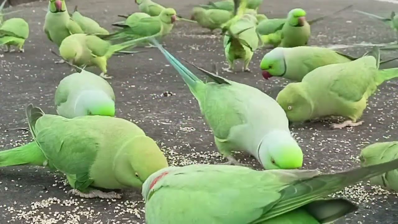 Cute cute parrot 🦜👍😊🥰❤️🙏