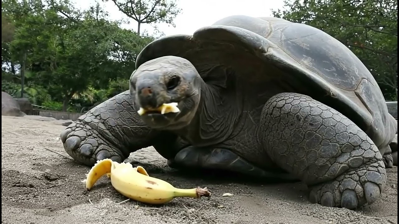 Giant Tortoise Tries Exotic Durian Fruit 😋😮🤯#durian #exoticfruit