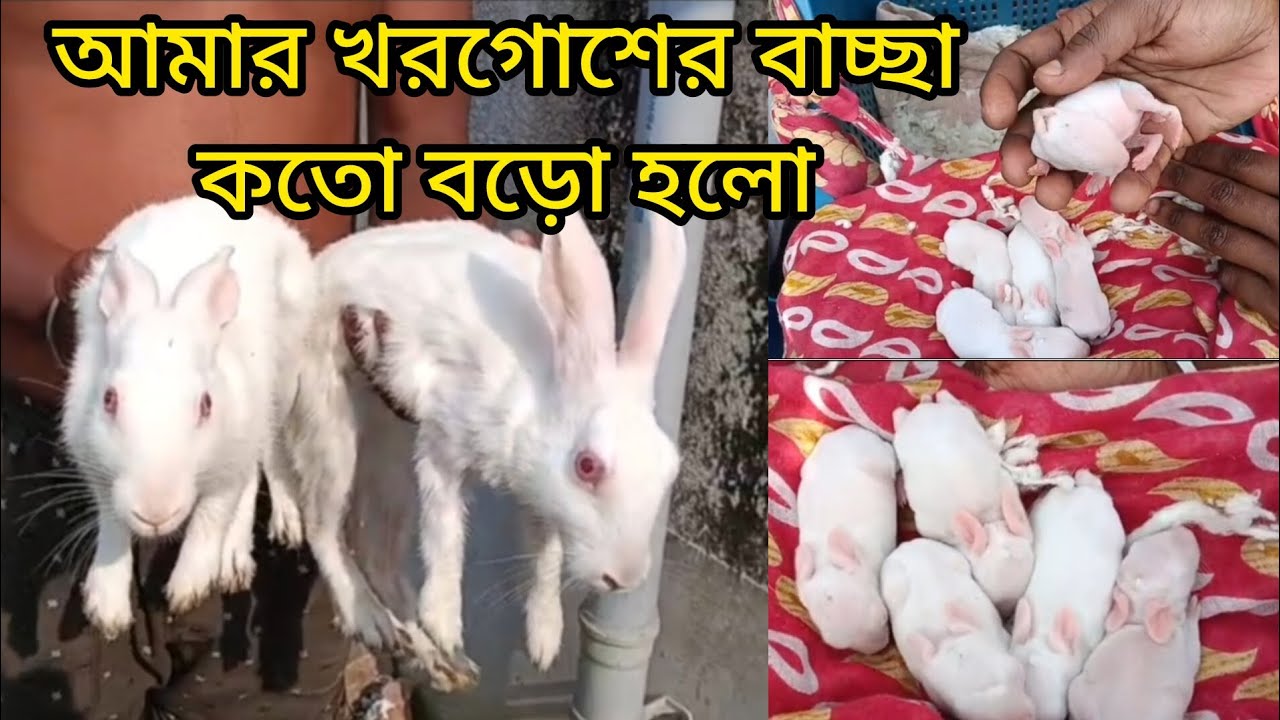 আমার খরগোশের বাচ্ছা কতো বড়ো হলো #khorgosh #rabbit #rabbits #rabbitrescue #rabbitbaby #rabbitbabycare