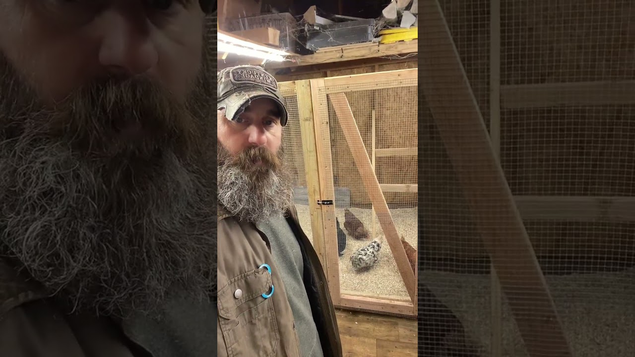 Moved the chickens into the shed. 