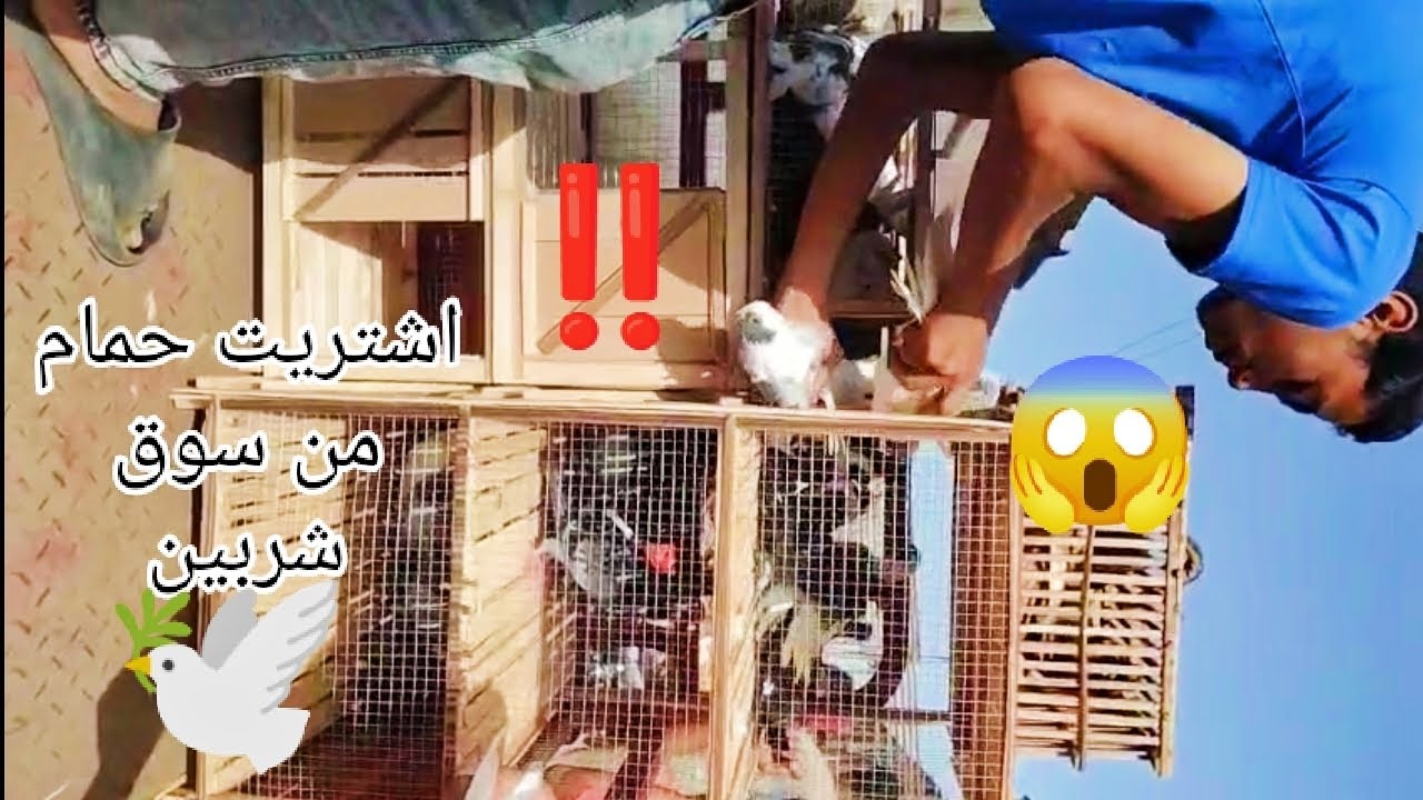 🕊️🕊️ يارجاله اشتريت حمام من سوق شربين انواع شوفوا بسرعه وقول ايه رايكم في الحمام الابلق قشر بندق 🕊️😱