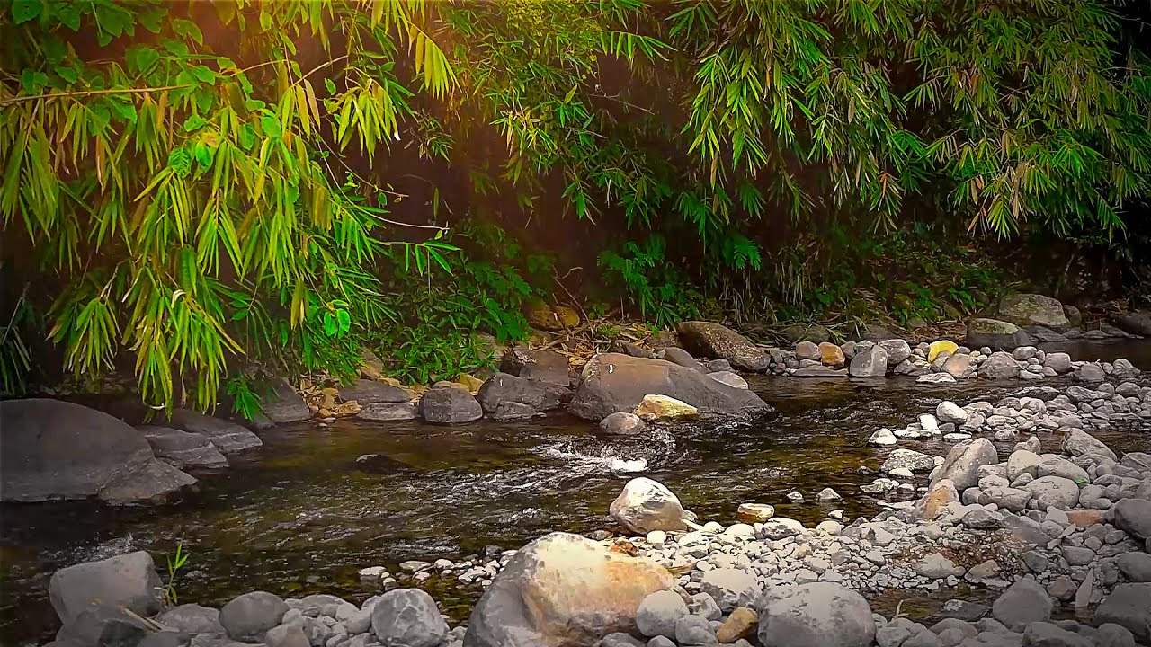 Fantastic Melodies of Nature, Relaxing Forest Sounds, Birds Chirping, Babbling Brook