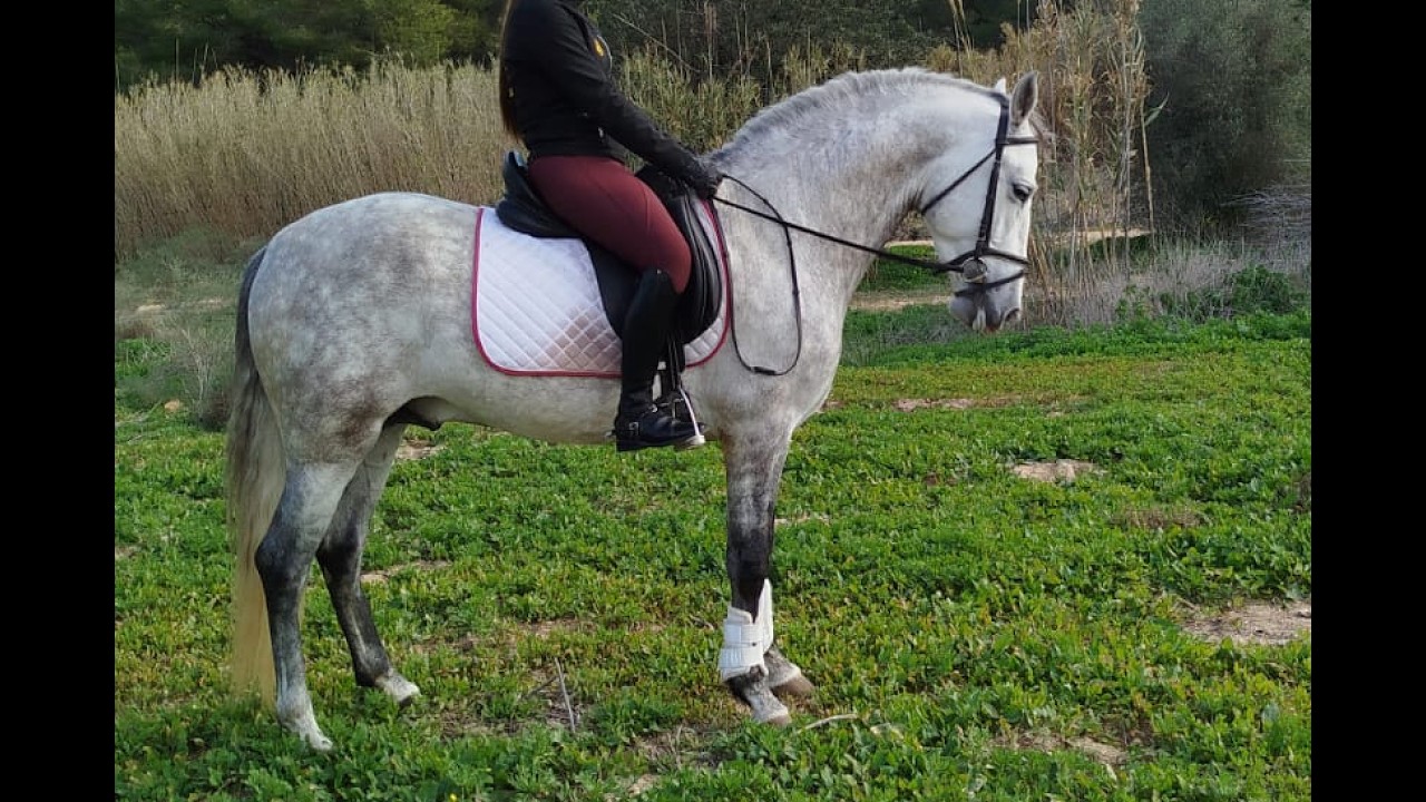 ORON 2020 , PRE-Andalusian stallion , March 2026 video