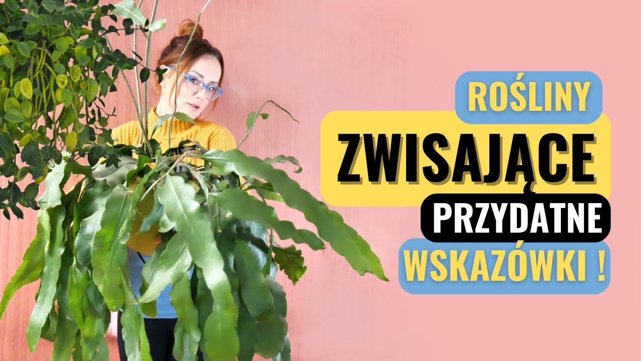 ROŚLINY ZWISAJĄCE. Pielęgnacja i uprawa wiszących roślin doniczkowych