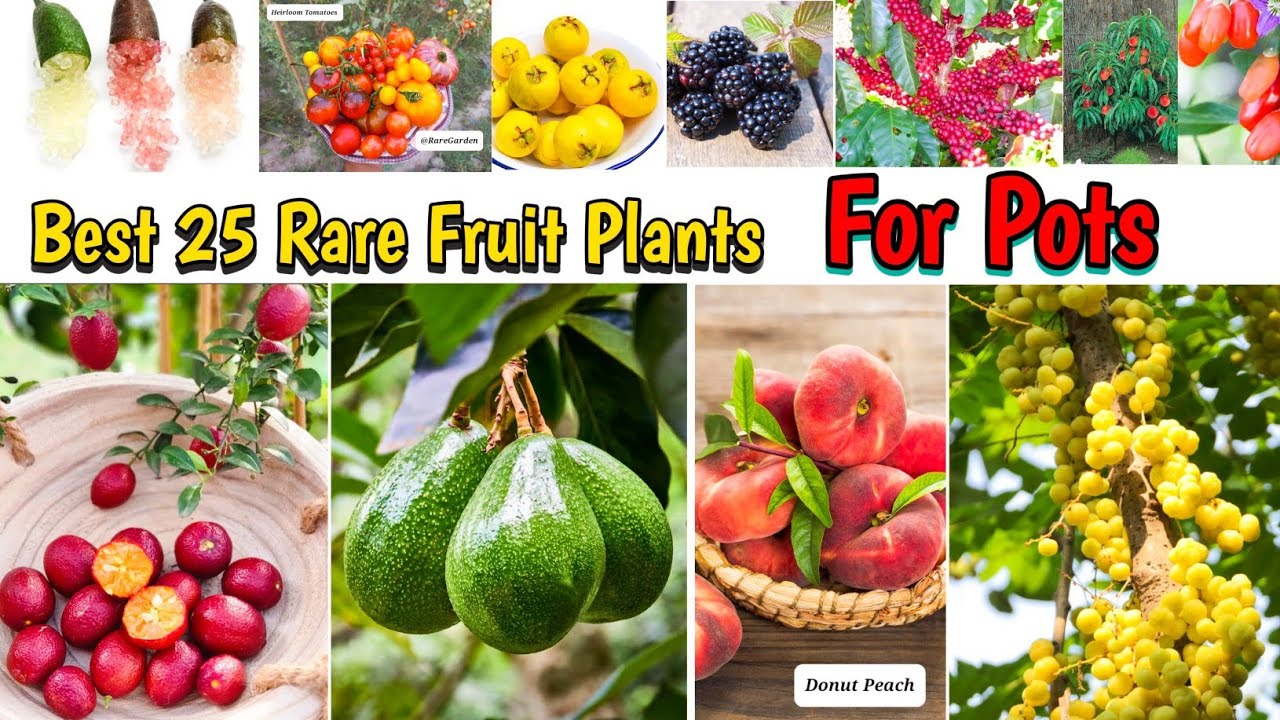 Top 25 Rare Fruit Plants For Pots | How To Grow Fruit Plants In Pots | Rare Garden