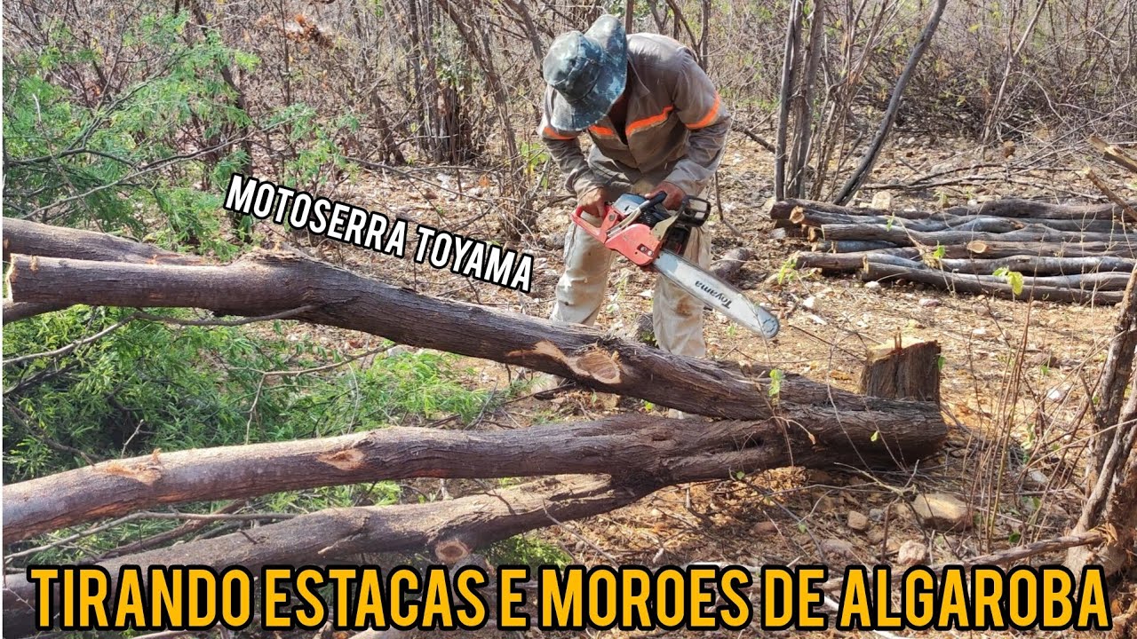 TIRANDO ESTACAS E MORÕES DE ALGAROBA COM MOTOSSERRA TOYAMA | VIDA NA ROÇA| SERTANEJO NORDESTINO