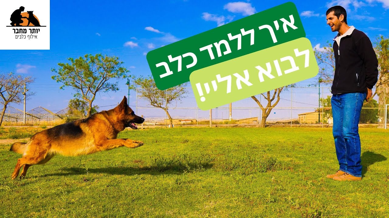 איך ללמד כלב אליי | 3 סיבות שבגללן הכלב לא בא